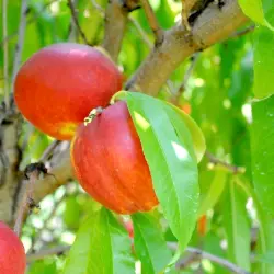 Photo of Flavortop Nectarine Tree