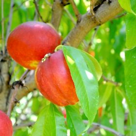 Organic Red Anjou Pears – Beecher Hill Farms