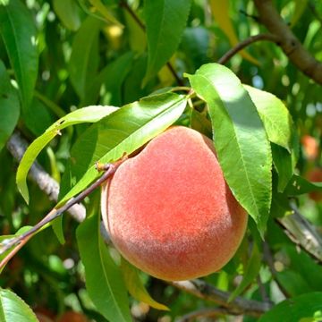 Photo of Burbank™ July Elberta Peach Tree
