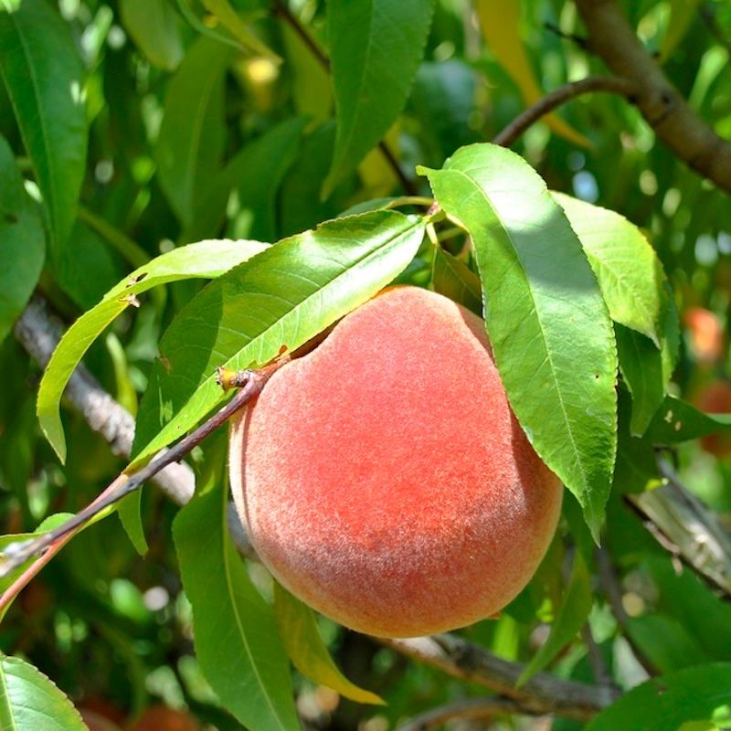 Belle of Georgia Peach Tree - Stark Bro's