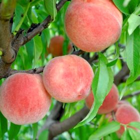 Photo of Carolina Belle Peach Tree