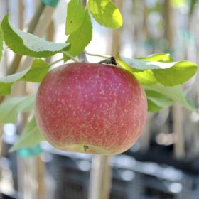 Buckeye Gala® Apple Tree - Stark Bro's