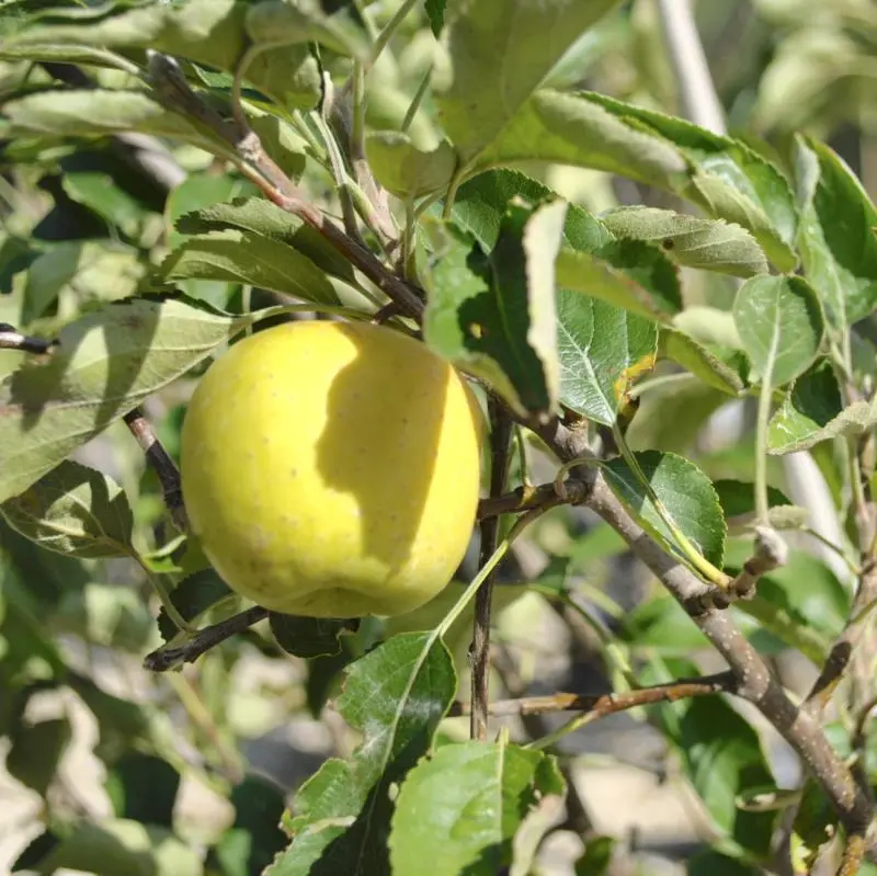 Stark Golden Delicious Apple Tree - Thumbnail 2