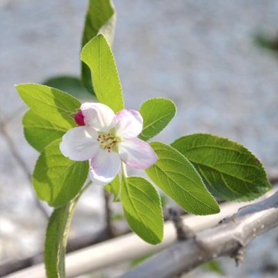 Photo of Enterprise Apple Tree