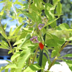 Photo of Vermilion Sunset® Goji Plant