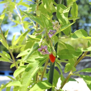 Photo of Vermilion Sunset® Goji Plant