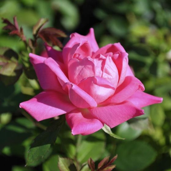Photo of Pink Double Knock Out® Rose