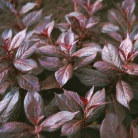 Photo of Midnight Wine® Dwarf Weigela