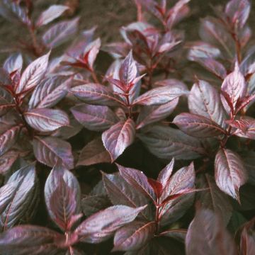 Photo of Midnight Wine® Dwarf Weigela