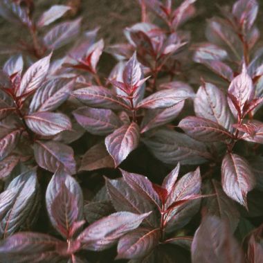 Photo of Midnight Wine® Dwarf Weigela