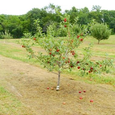 Photo of Redfree Apple Tree