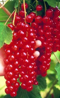 Photo of Rovada Red Currant Plant