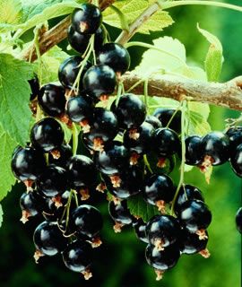 Photo of Ben Lomond Black Currant Plant