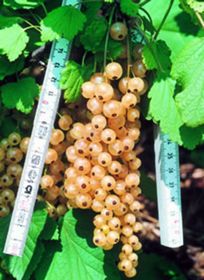 Photo of White Pearl Currant Plant