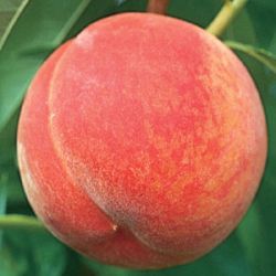 Photo of GaLa Peach