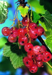 Photo of Pink Champagne Currant Plant