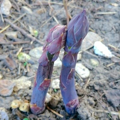 Photo of Purple Passion Asparagus