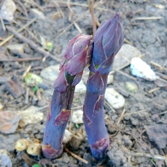 Photo of Purple Passion Asparagus Plant