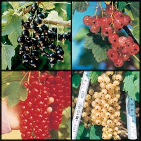 Photo of Colorful Currant Collection