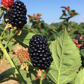 Photo of Stark® Black Gem® Blackberry Plant