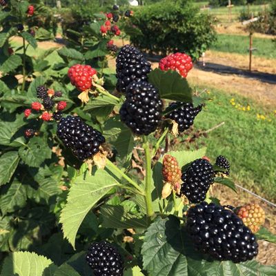 Photo of Stark® Black Gem® Blackberry Plant
