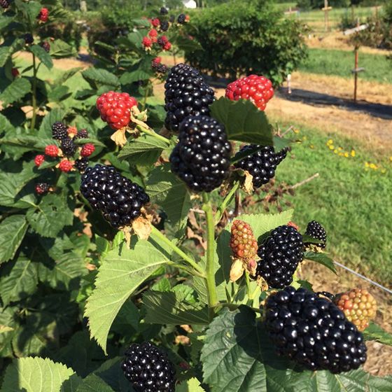Photo of Stark® Black Gem® Blackberry Plant
