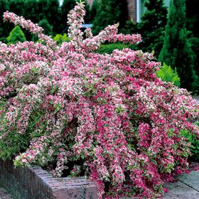 Photo of Variegated Weigela