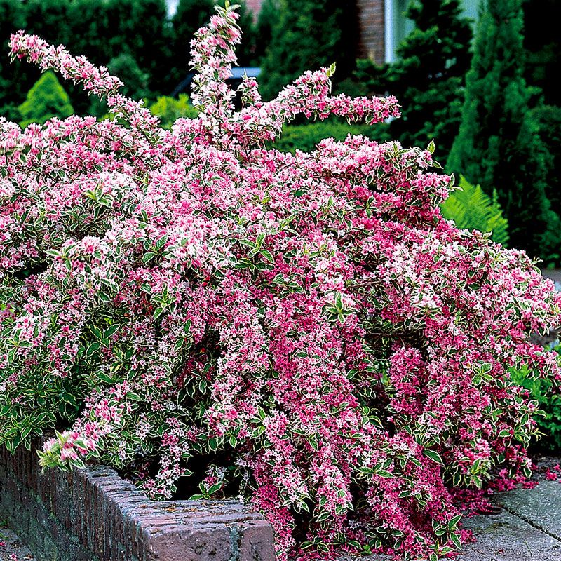 Image of Variegated Weigela shrub