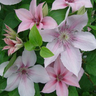 Photo of John Paul II Clematis Plant