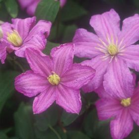 Photo of Comtesse de Bouchaud Clematis Plant