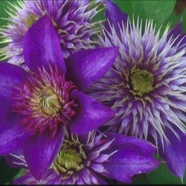 Photo of Multi Blue Clematis Plant