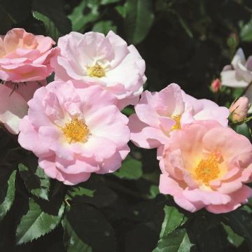 Photo of Peachy Knock Out® Rose