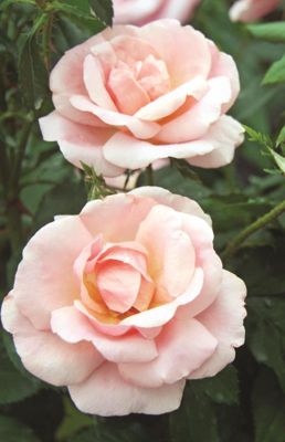 Photo of Peachy Knock Out® Rose
