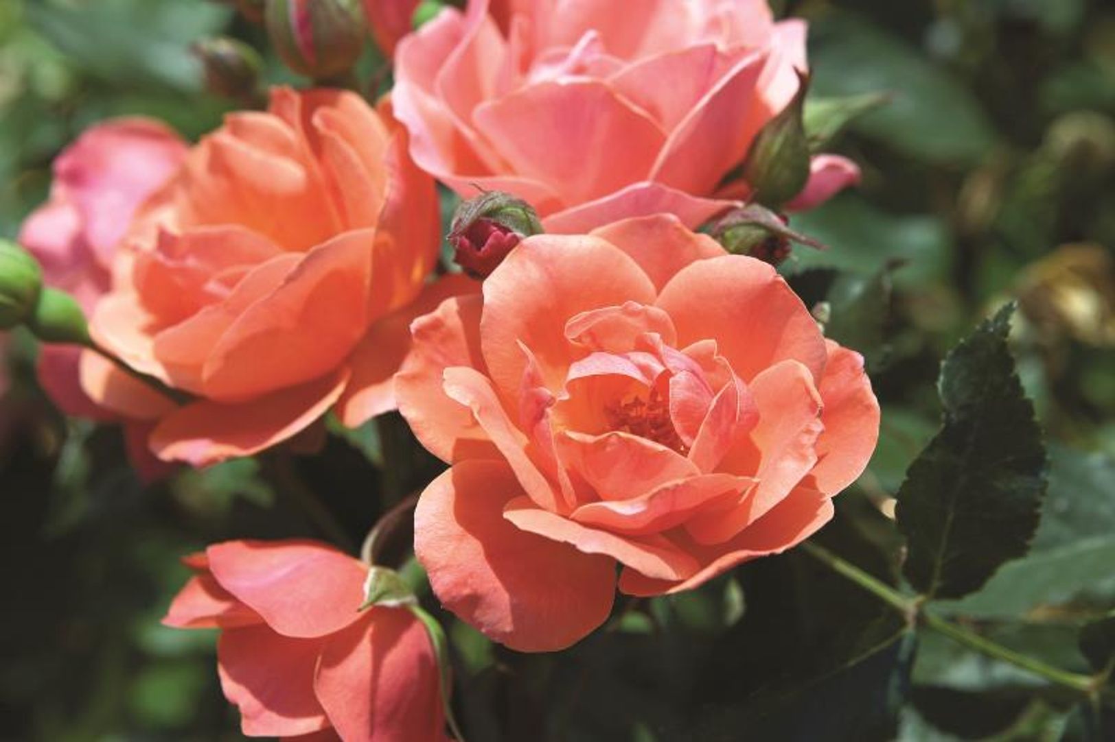 Coral Knock Out® Rose - Stark Bro's