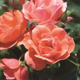 The Orange Glow Knock Out® Rose Plant with Orange Blooms – Plants Direct To  You