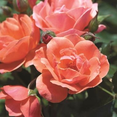 Photo of Coral Knock Out® Rose
