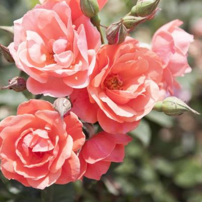 Photo of Coral Knock Out® Rose