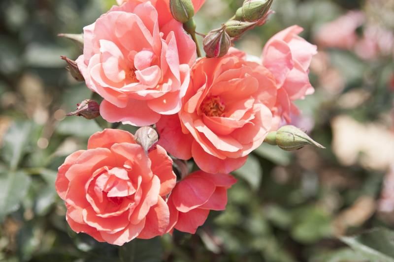 Double Knock Out® - Star® Roses and Plants