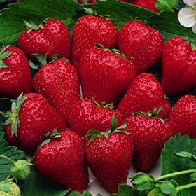 Photo of Stark® Crimson King™ Strawberry Plant