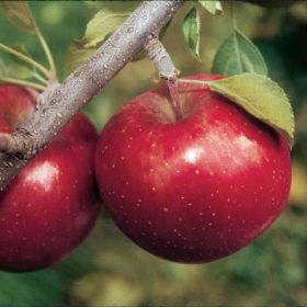 Photo of Stark® Super Red Fuji Apple Tree