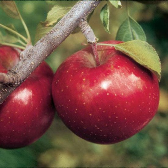 Apples, Fuji