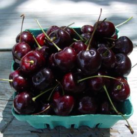 Photo of Sam Sweet Cherry Tree