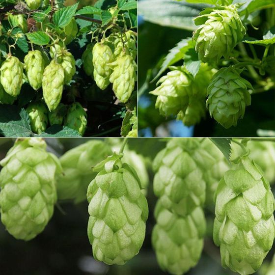 Photo of Top of the Hops Collection