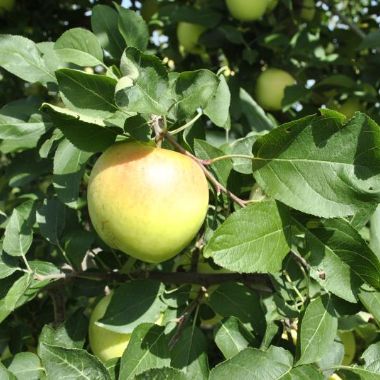 Photo of Golden Supreme® Apple Tree