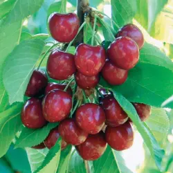 Photo of Benton® Sweet Cherry Tree