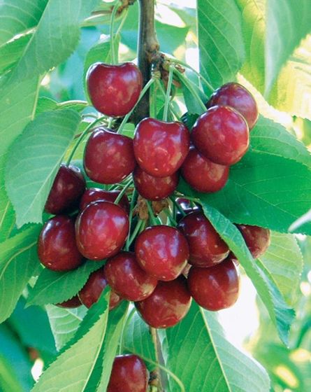 Photo of Benton® Sweet Cherry Tree