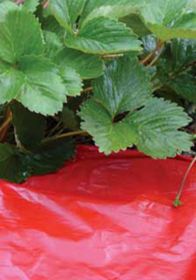 Photo of Rapid Red Mulch Film