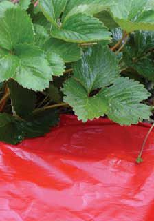 Photo of Rapid Red Mulch Film