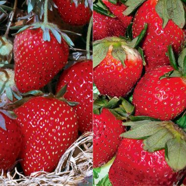 Photo of Easy-Care Strawberry Plant Collection