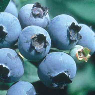 Photo of Legacy Blueberry Plant
